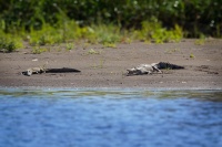 Krokodyl americky - Crocodylus acutus - American Crocodile o0581